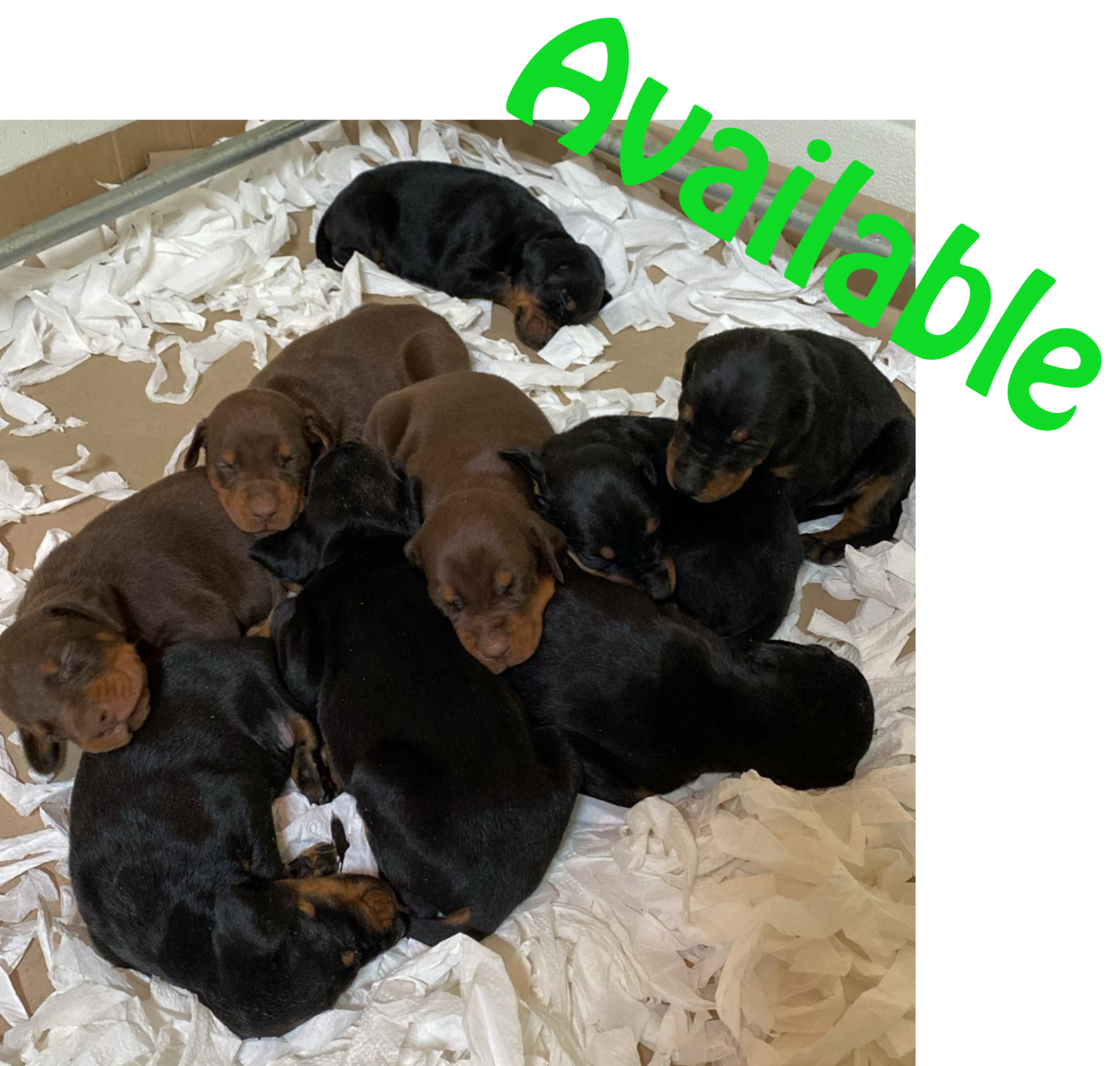 Cleopatra Schwarze Macht X Destiny's Phoenix Pixel Orion